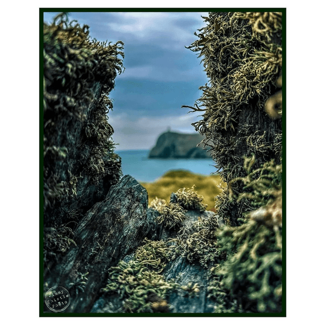 Lichenous land…